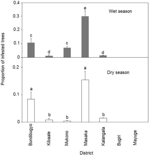 PDF) Growth Performance of the Red-Stripe Weevil Rhynchophorus schach Oliv.  (Insecta: Coleoptera: Curculionidae) on Meridic Diets