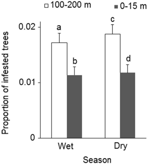 PDF) Growth Performance of the Red-Stripe Weevil Rhynchophorus schach Oliv.  (Insecta: Coleoptera: Curculionidae) on Meridic Diets