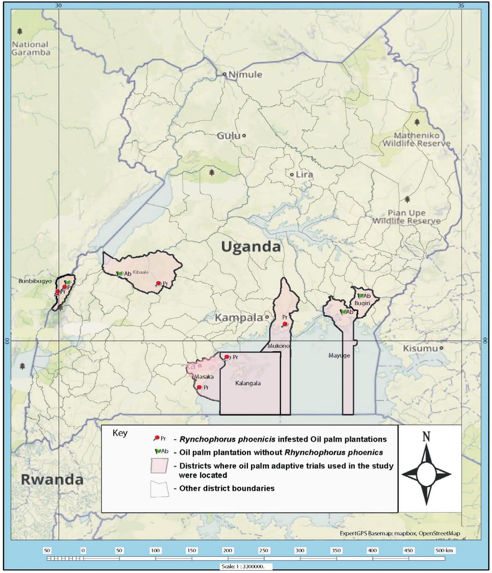 PDF) Growth Performance of the Red-Stripe Weevil Rhynchophorus schach Oliv.  (Insecta: Coleoptera: Curculionidae) on Meridic Diets