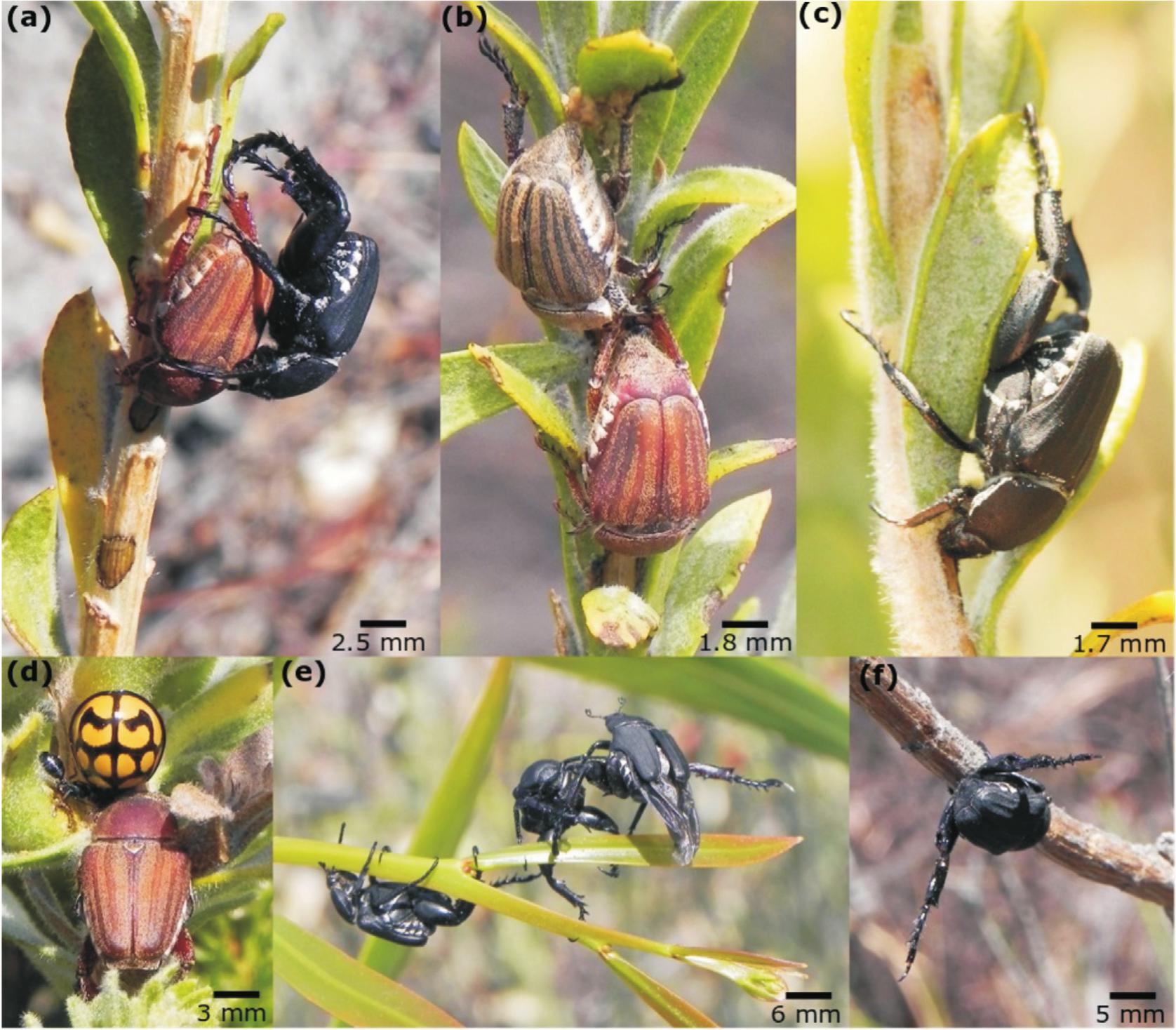 Monkey Bee Insect Observations on Unusual Feeding and Mating Behaviour of a Monkey Beetle ...