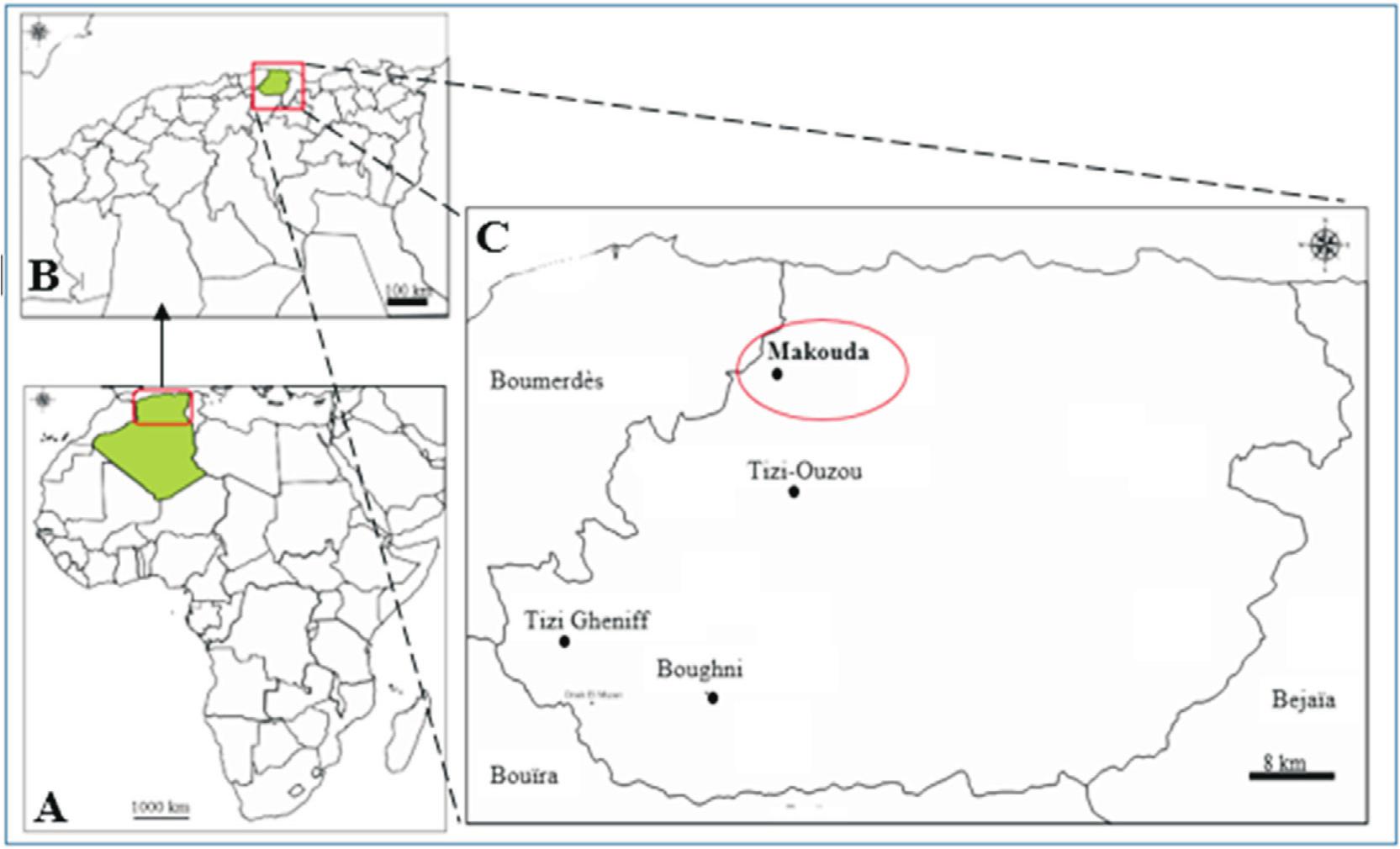 Porno Faysbok Tizi Gheniff - Aphid Survey Reveals the First Record of the Bramble Aphid Aphis ruborum  (BÃ¶rner & Schilder, 1931) (Hemiptera: Aphididae) in Algeria, and a Second  Report for Africa After 59 Years
