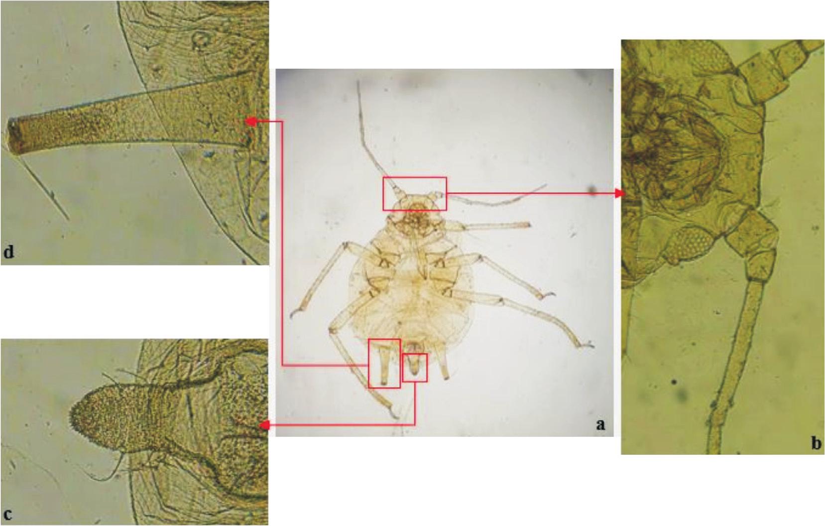 Clefs d'identification des pucerons des plantes cultivées – 2. Cultures  maraîchères