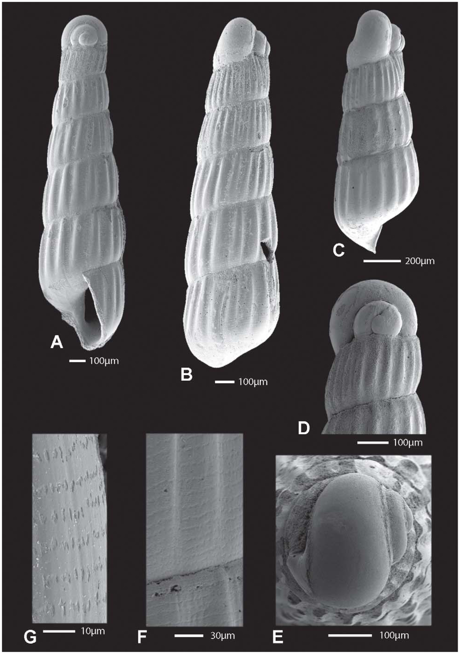 Four New Species Of Turbonilla Gastropoda Pyramidellimorpha