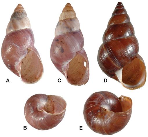 PDF) Is the Carpathian land snail Platyla jankowskiana extinct