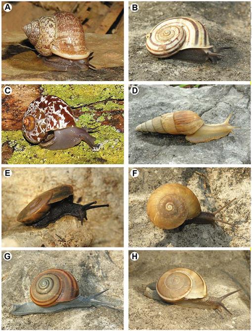 PDF) Is the Carpathian land snail Platyla jankowskiana extinct