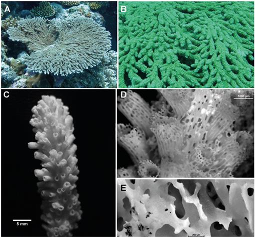 Acropora hyacinthus and A. cytherea: Two Similar Tabling Species