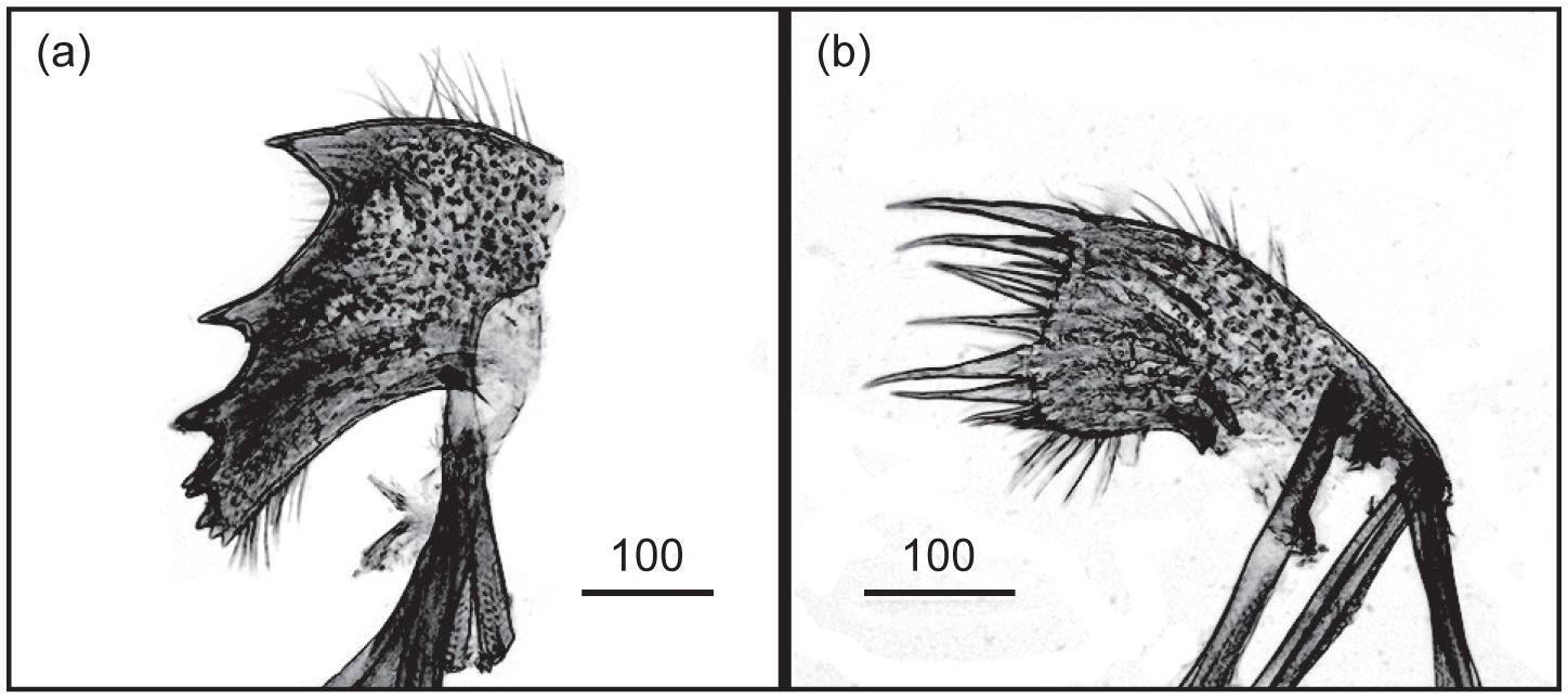 Additions To The Barnacle Crustacea Cirripedia Fauna Of South Africa