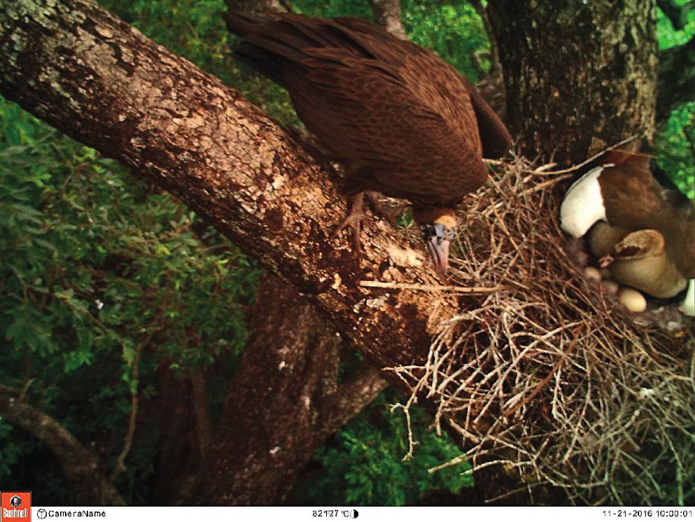 egyptian goose eggs