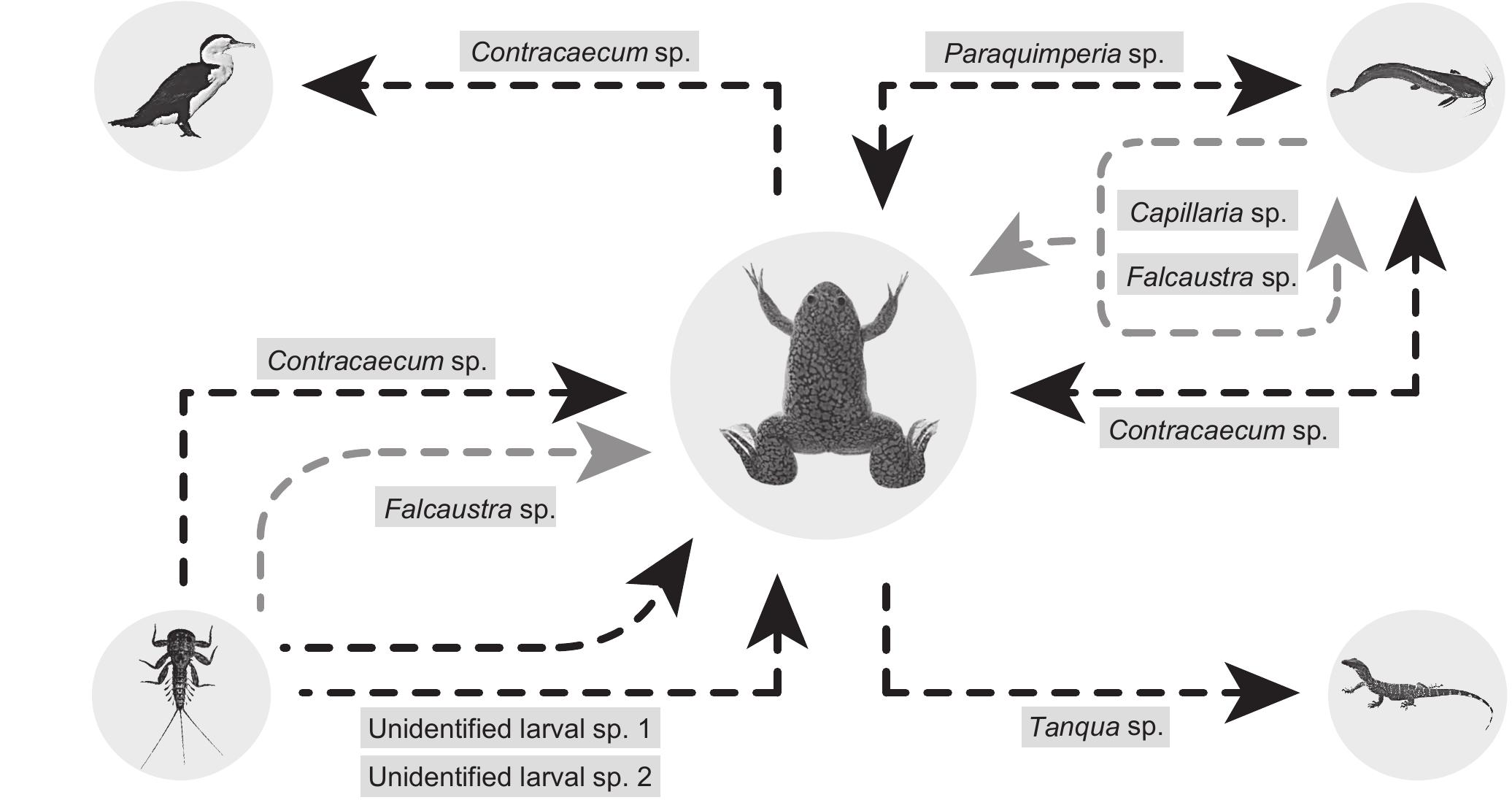 xenopus laevis life cycle