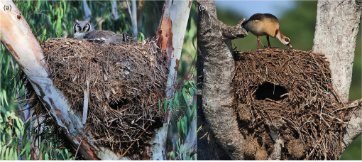 Second-Hand Housing: A Review of Avian Species Using Hamerkop Nests for  Breeding
