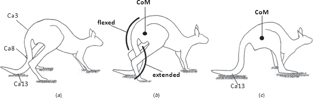 Muscular anatomy of the tail of the western grey kangaroo, Macropus ...