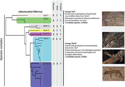 New approaches to cataloguing and understanding evolutionary diversity ...