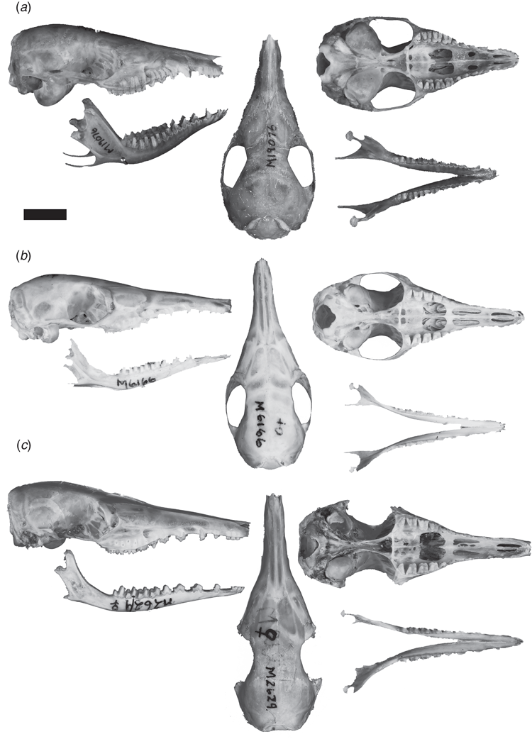 Permaloid Hummer The biology and palaeontology of the Peramelemorphia: a review of ...