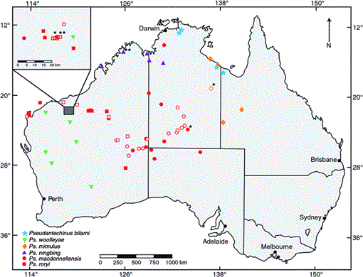 Species relationships in the dasyurid marsupial genus Pseudantechinus ...