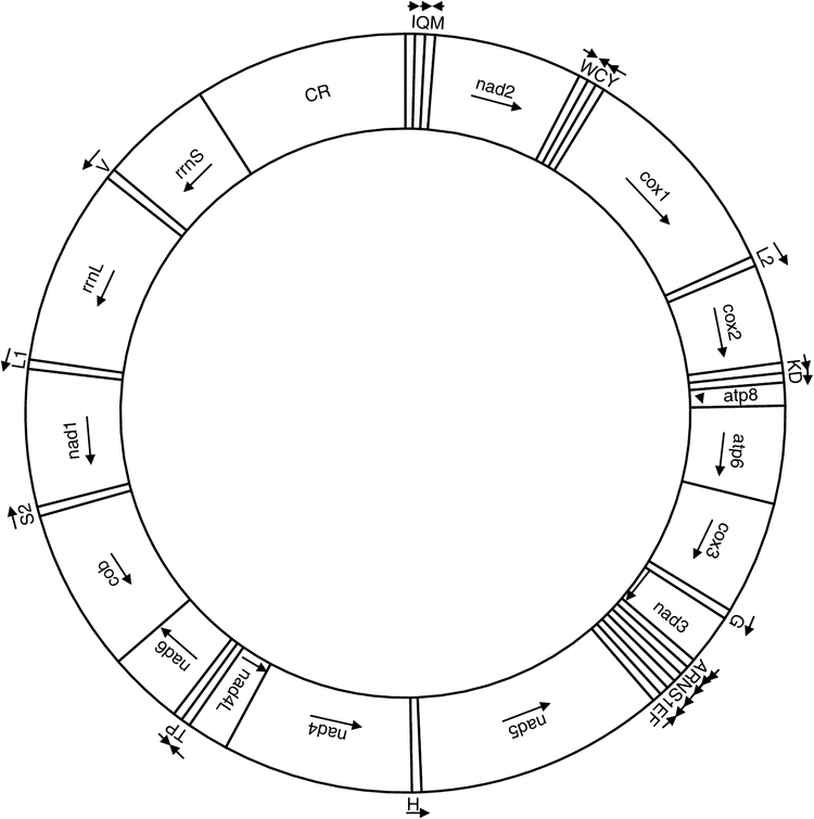 The first complete mitochondrial genomes of subterranean dytiscid ...