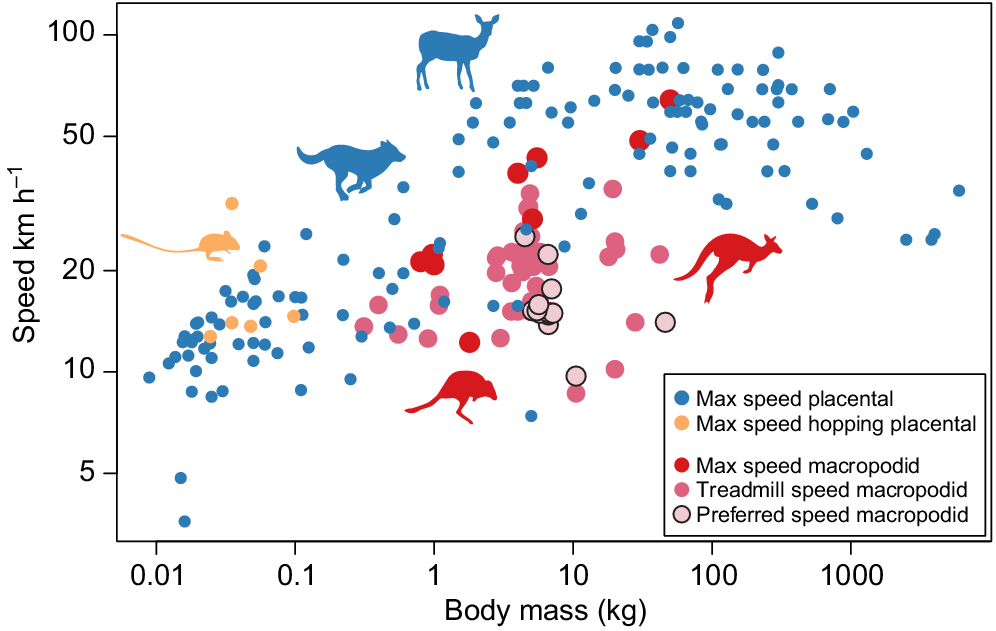 Understanding Australia’s Unique Hopping Species: A Comparative Review 