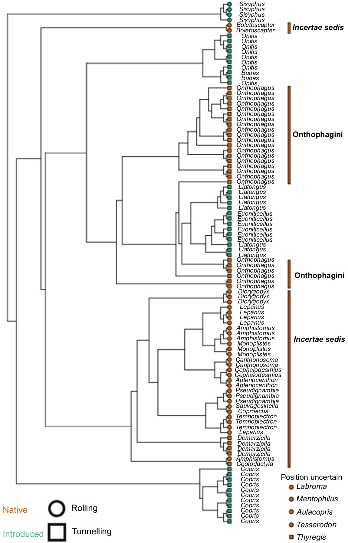 Curated visual reference: Visual Reference: A Comparison Of Ecomorphology Between Introduced And Native Australian