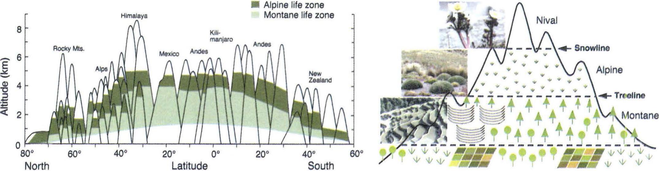 Mountain Biodiversity, Its Causes and Function