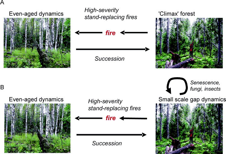 Forest Management and Biodiversity Conservation Based on Natural ...