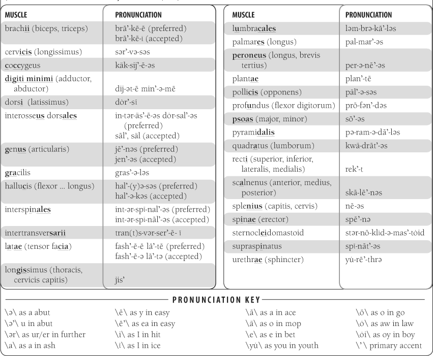 muscle-names-why-a-duck