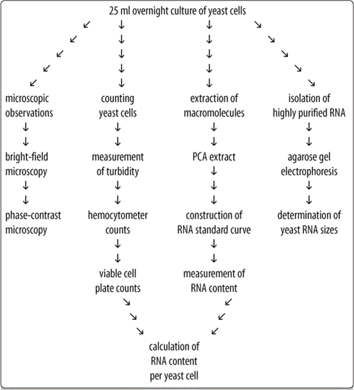 online isotope shifts