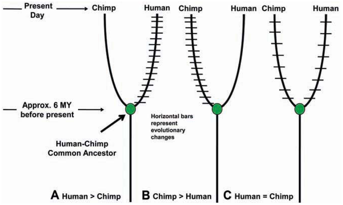 Why are Chimps Still Chimps?