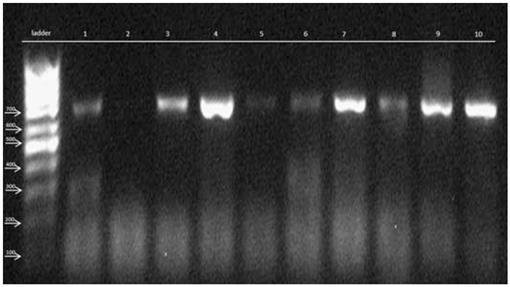 finchtv dna sequence analysis