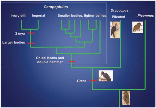 Scientific Method & Evolutionary Theory Elucidated by the Ivory-billed ...