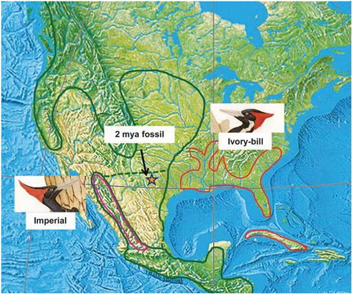 Scientific Method & Evolutionary Theory Elucidated by the Ivory-billed ...