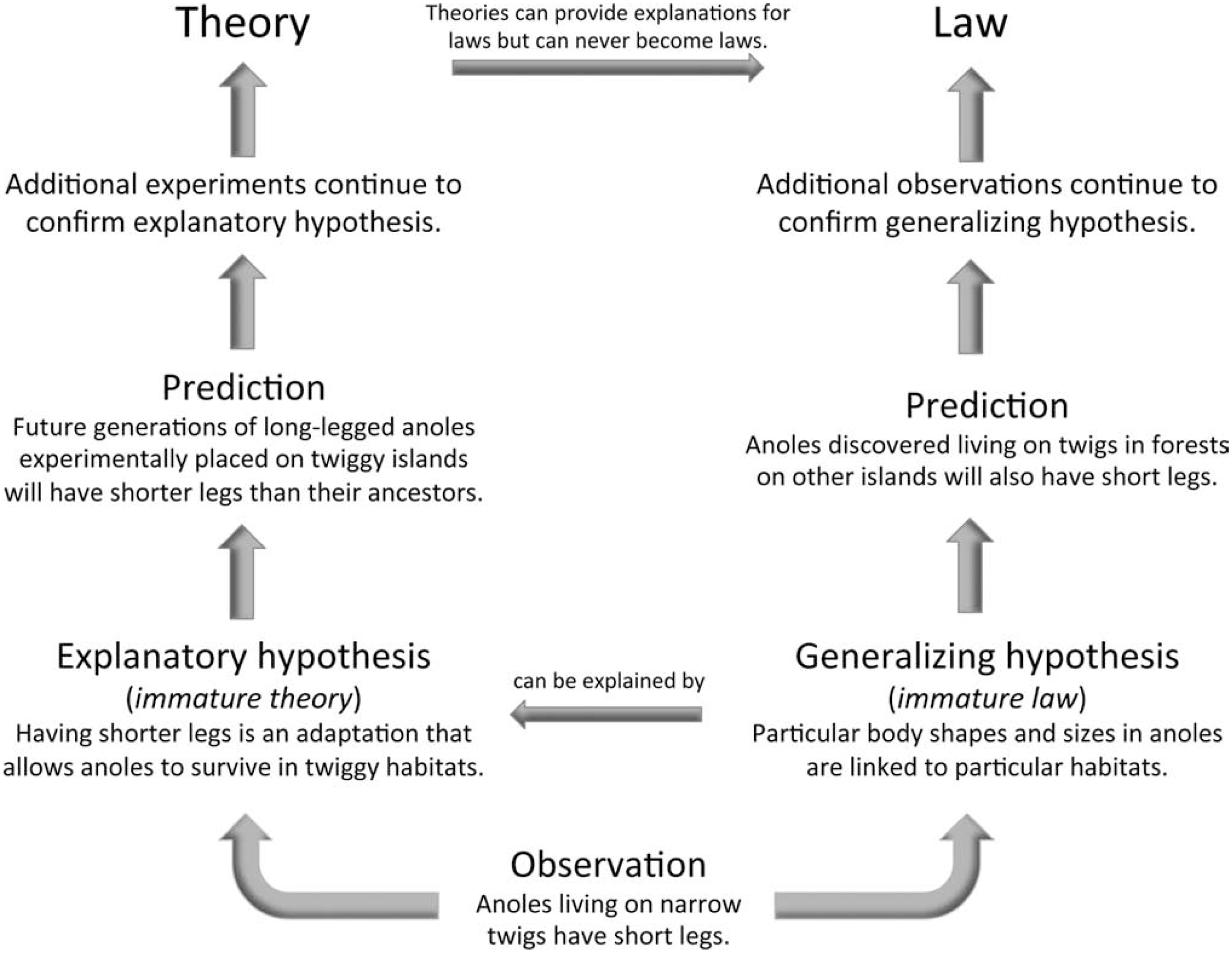 replacement hypothesis biology
