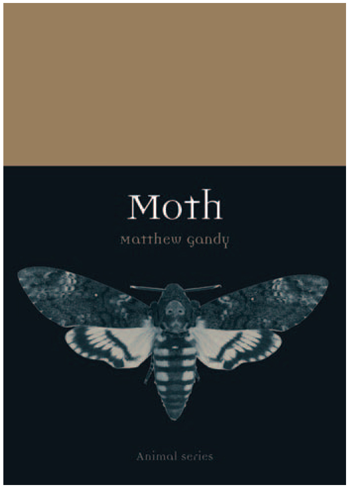Moth