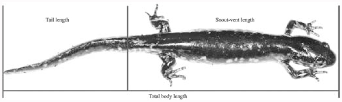 Salamander Antipredator Defenses A Field Exercise to Engage