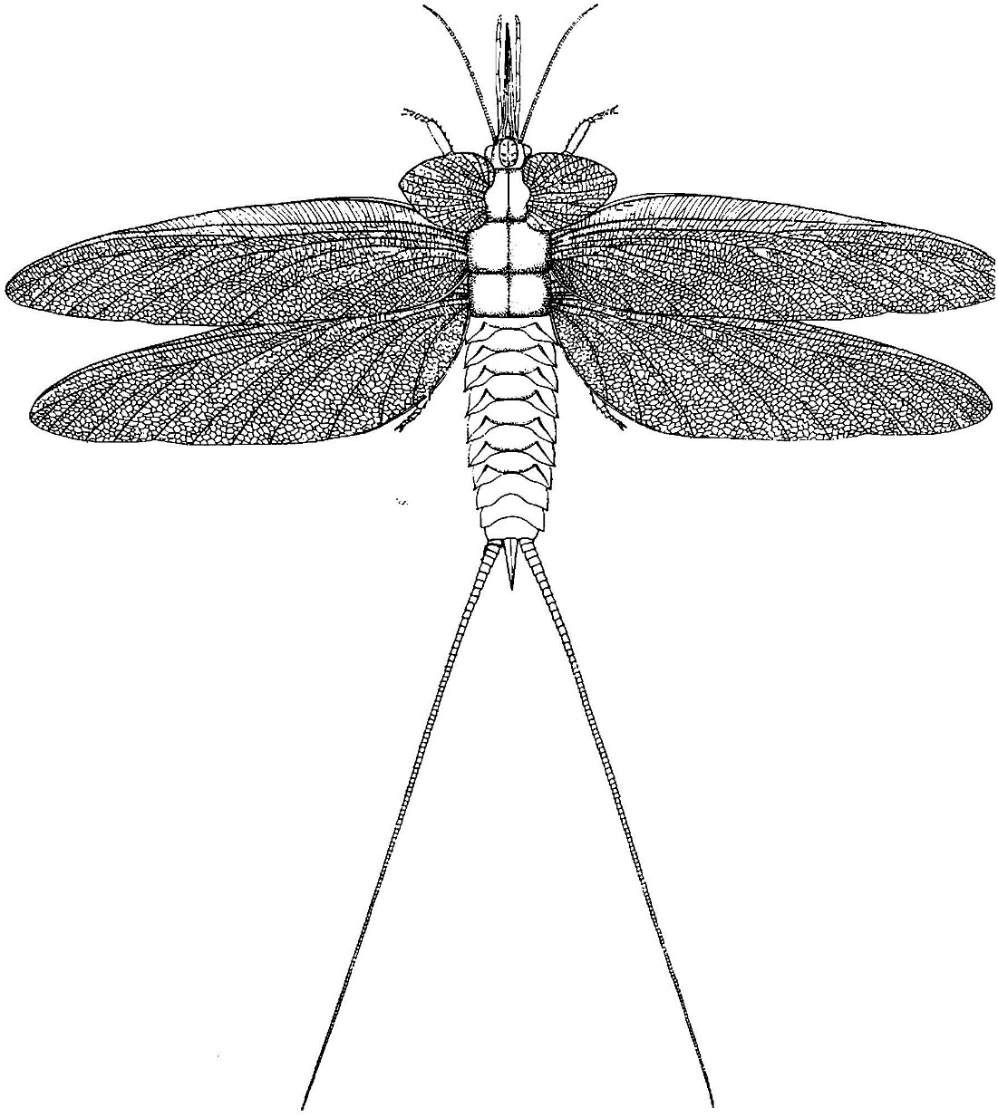 Enriching Undergraduate Entomology Coursework through the Integration ...