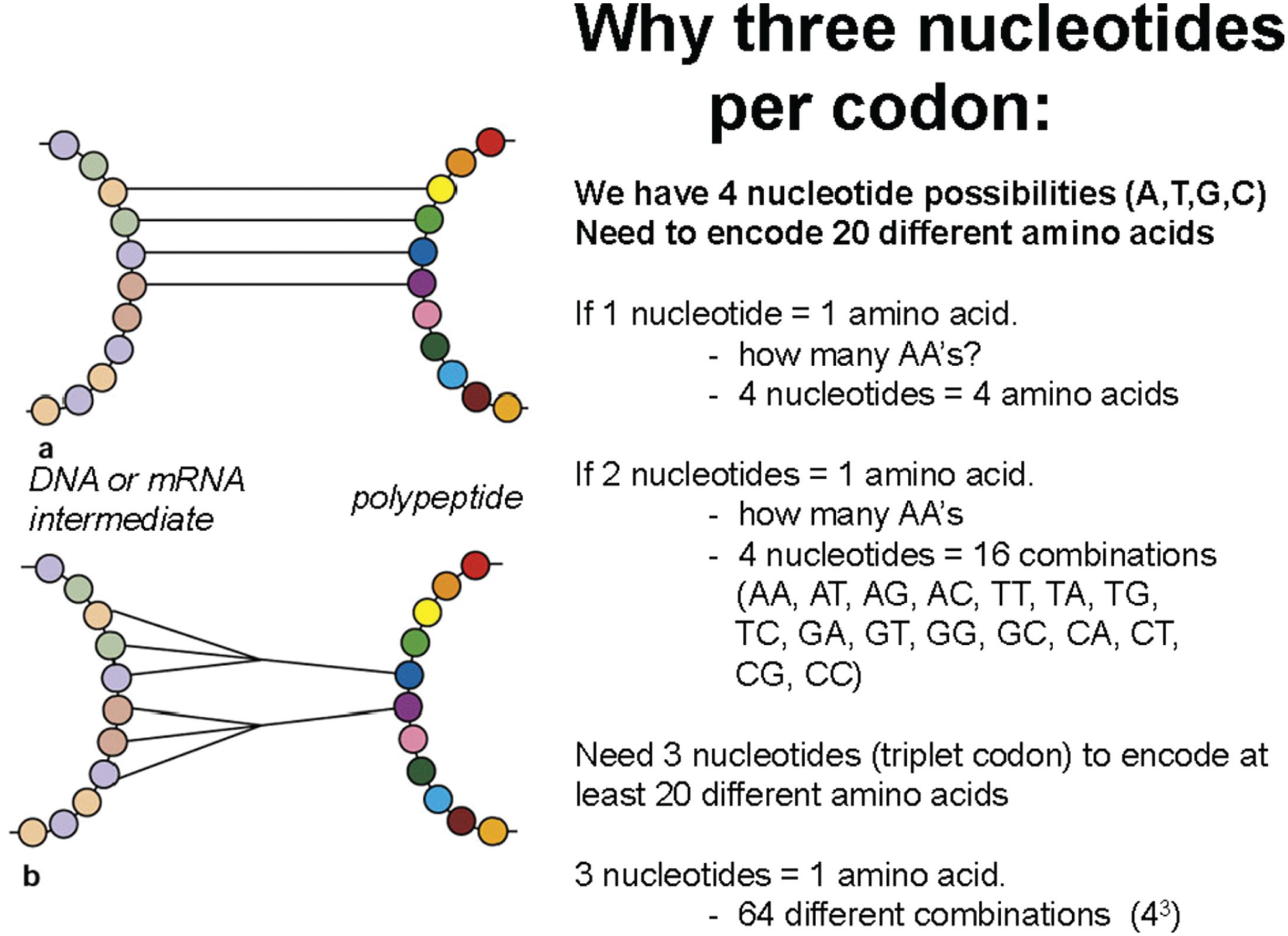 Using Shapes & Codes to Teach the Central Dogma of Molecular Biology: A ...