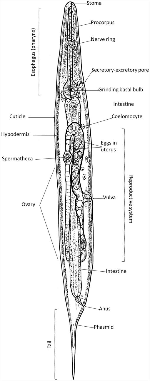 Investigating Commensal Relationships of Nematodes in Millipedes: Life ...