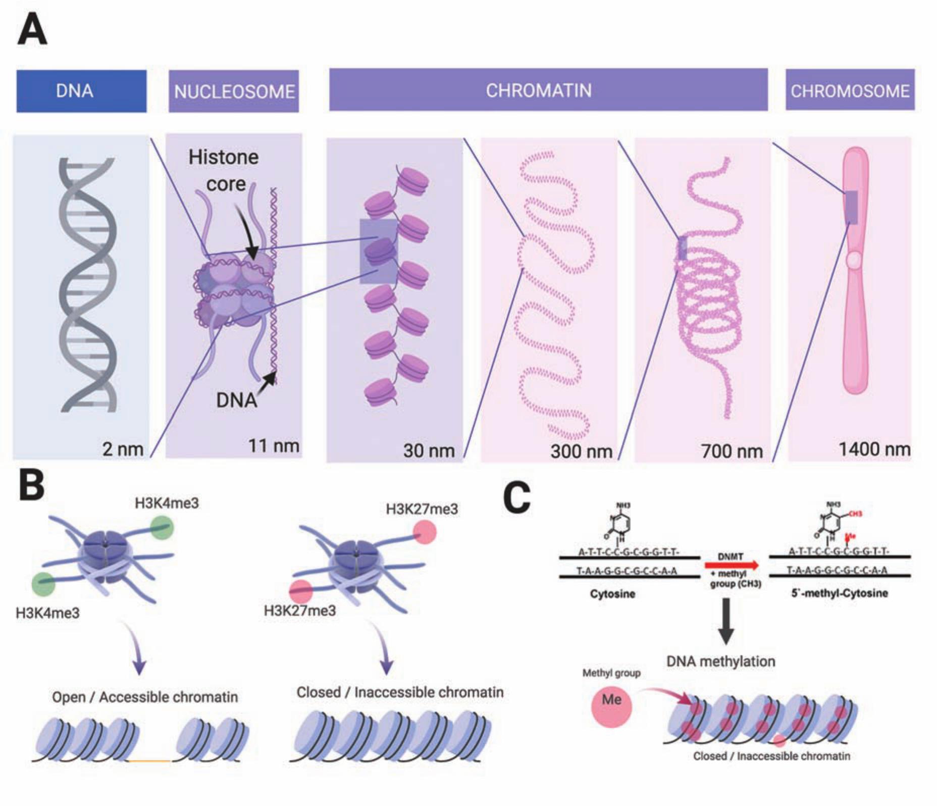 Teaching Epigenetic Regulation Of Gene Expression Is Critical In 21st ...