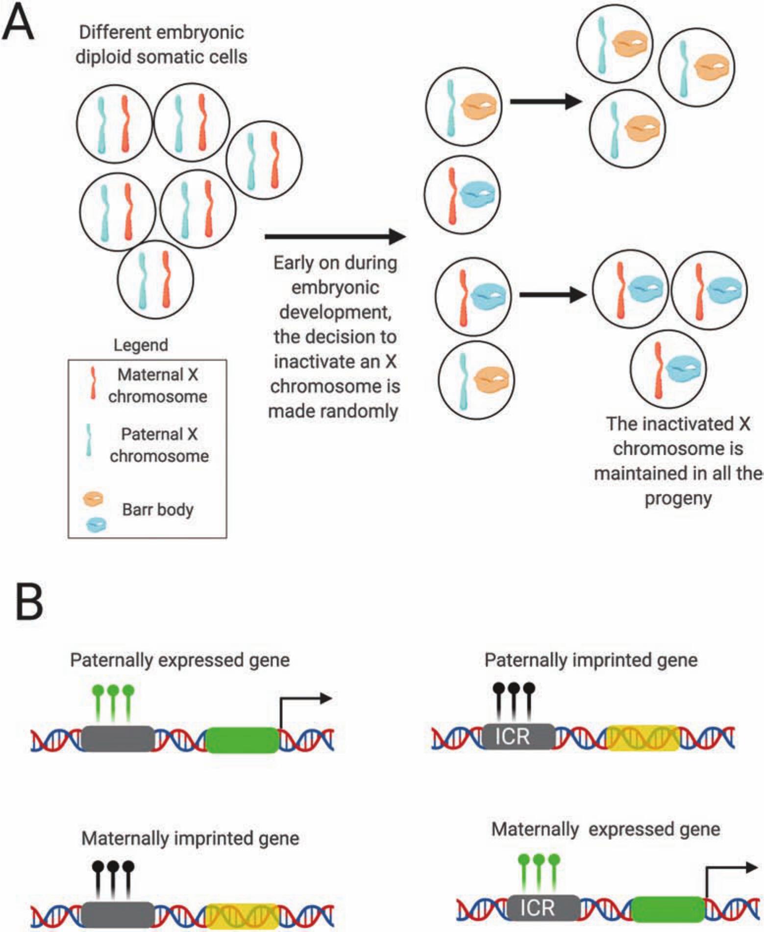 Teaching Epigenetic Regulation of Gene Expression is Critical in 21st ...