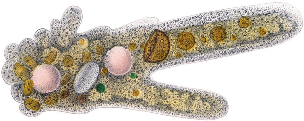 amoeba proteus under microscope