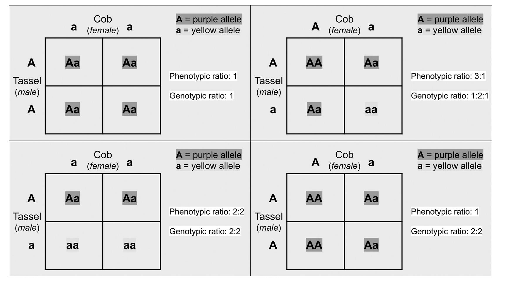 The Colors of Kernels: Exploring Inheritance Patterns Using Corn