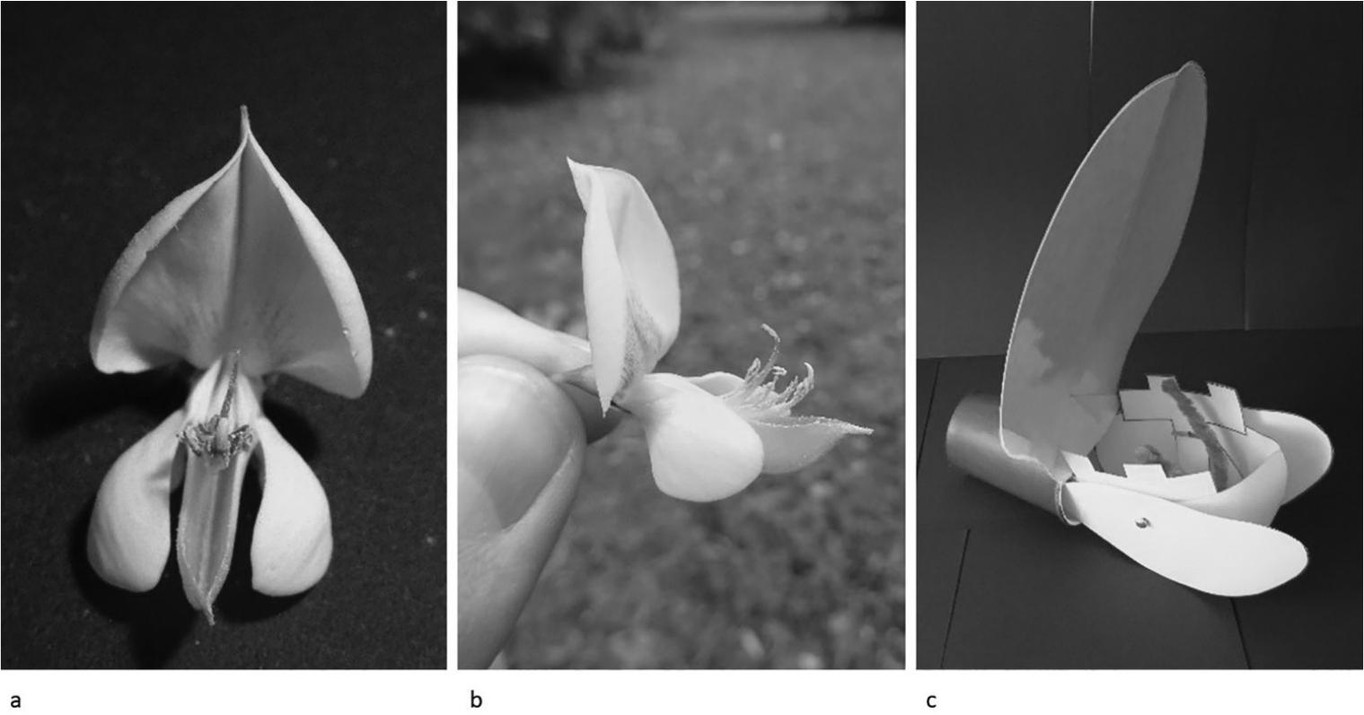 Interacting With Legumes—Teaching about Pollination and Adaptations ...