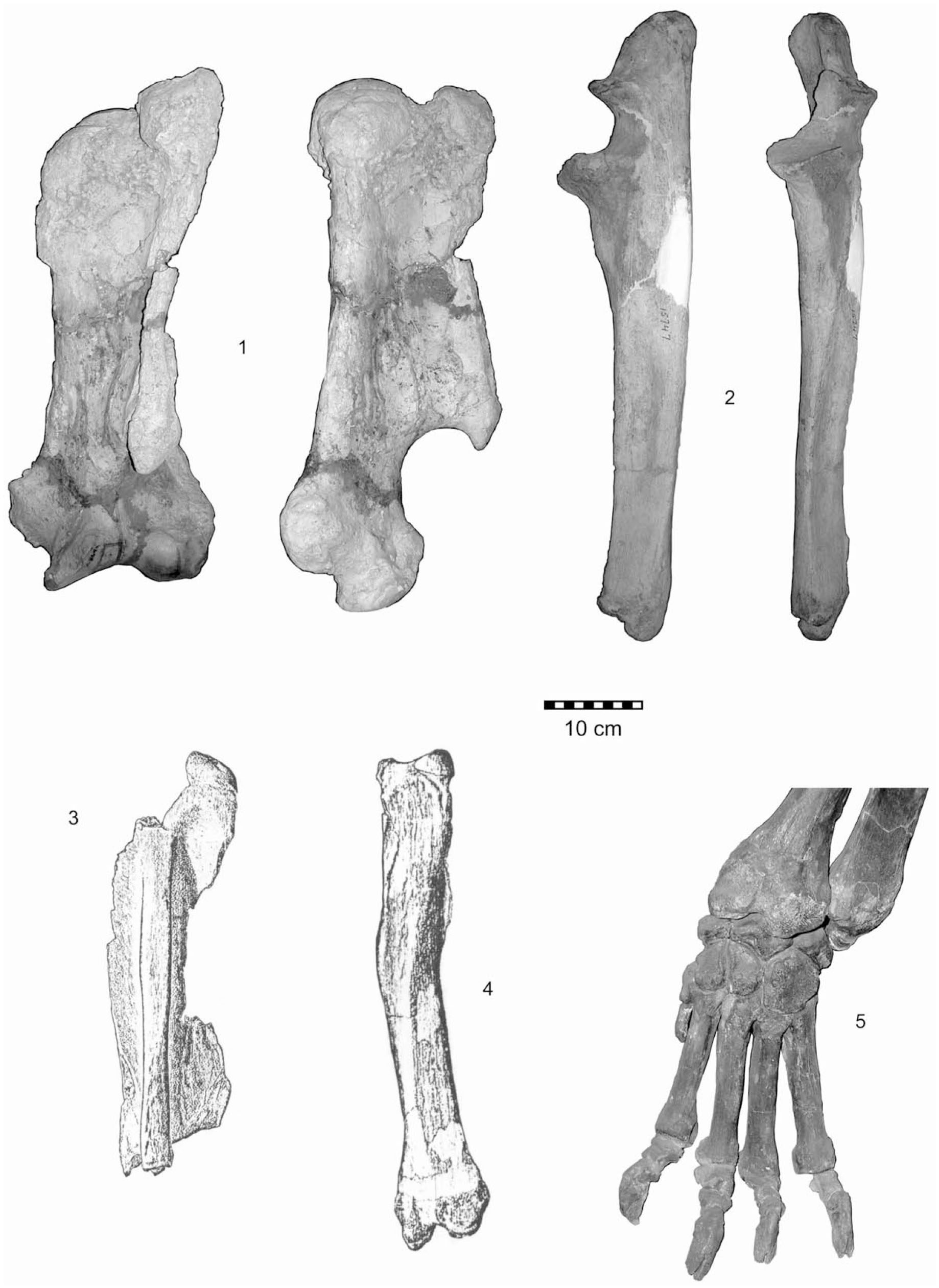 Estudio biomecánico y morfofuncional del esqueleto apendicular de ...