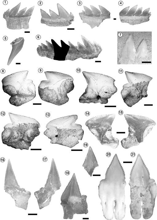 A New Early Miocene (Aquitanian) Elasmobranchii Assemblage from 