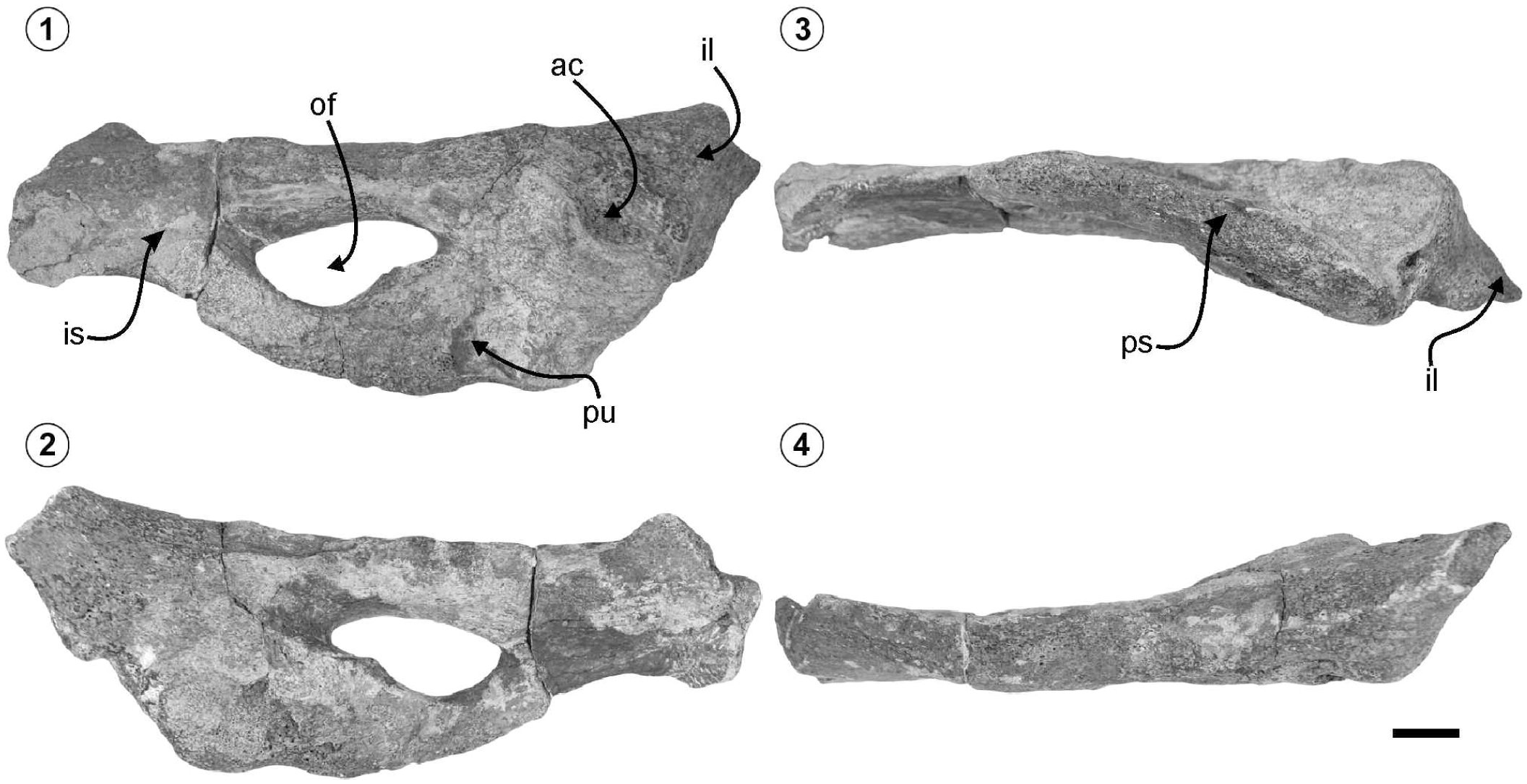 Eocene Basilosaurid Whales from the La Meseta Formation, Marambio ...