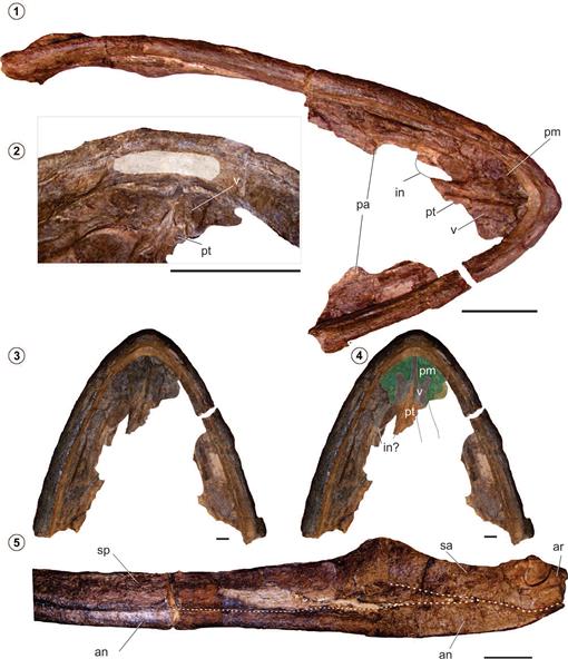 New Insights on the Aristonectes parvidens (Plesiosauria ...