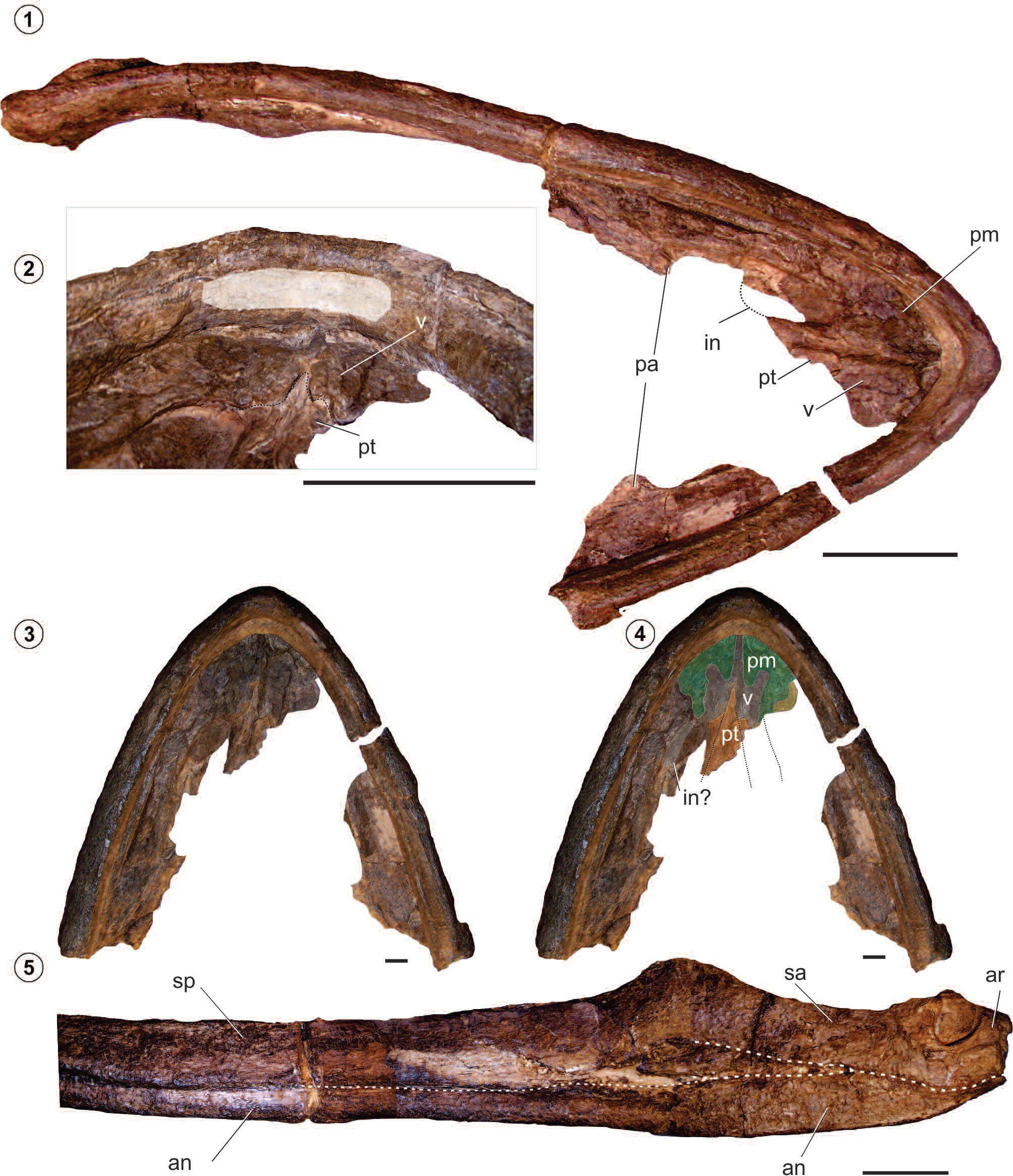 New Insights on the Aristonectes parvidens (Plesiosauria ...