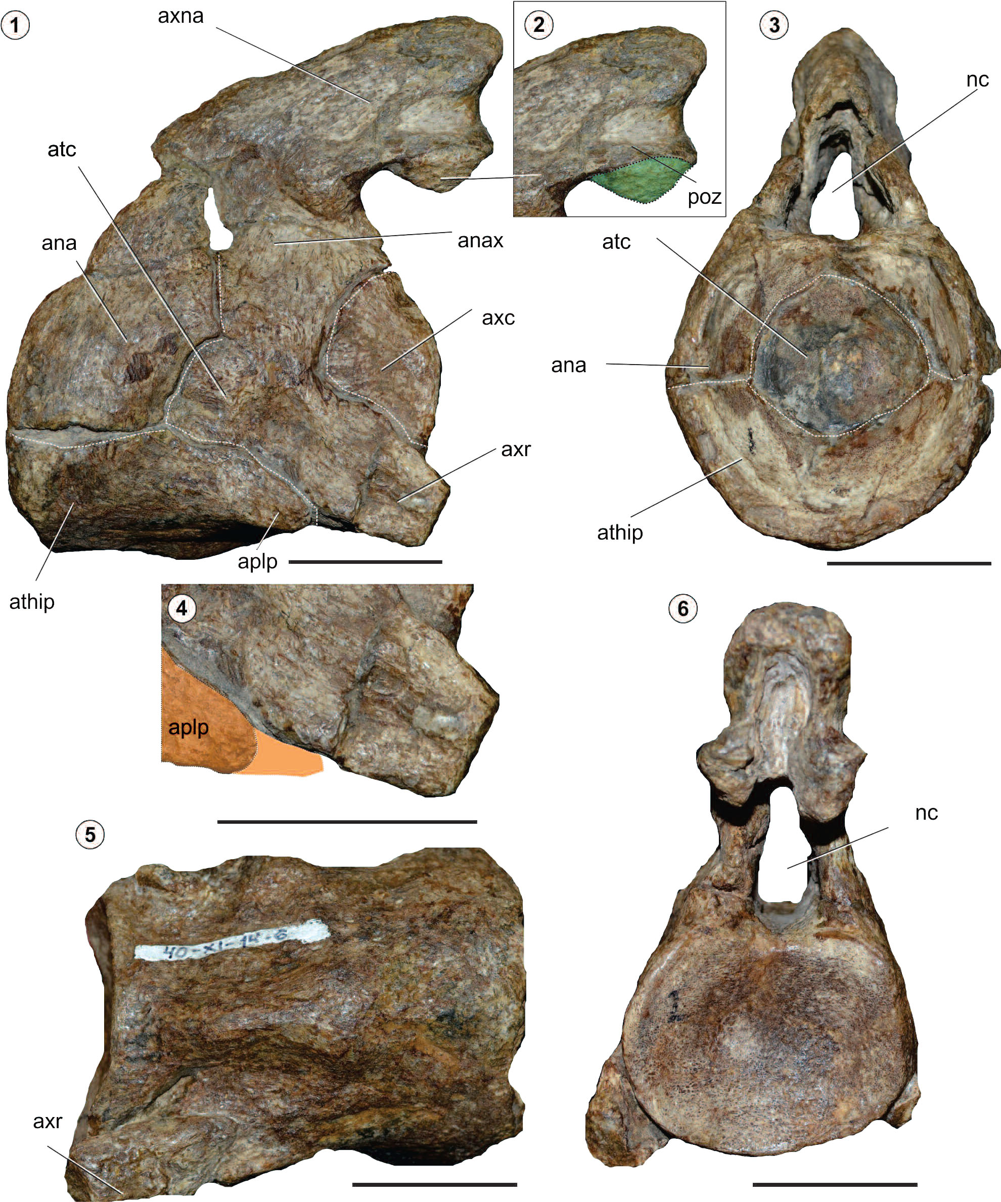 New Insights on the Aristonectes parvidens (Plesiosauria ...