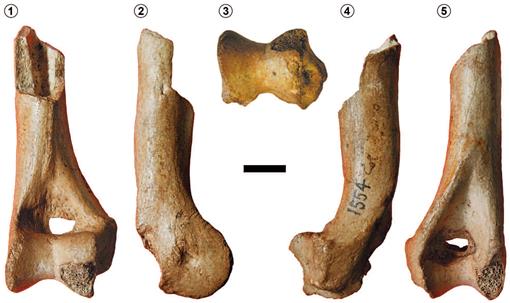 The Humerus of Proterotheriidae (Mammalia, Litopterna) and Its ...