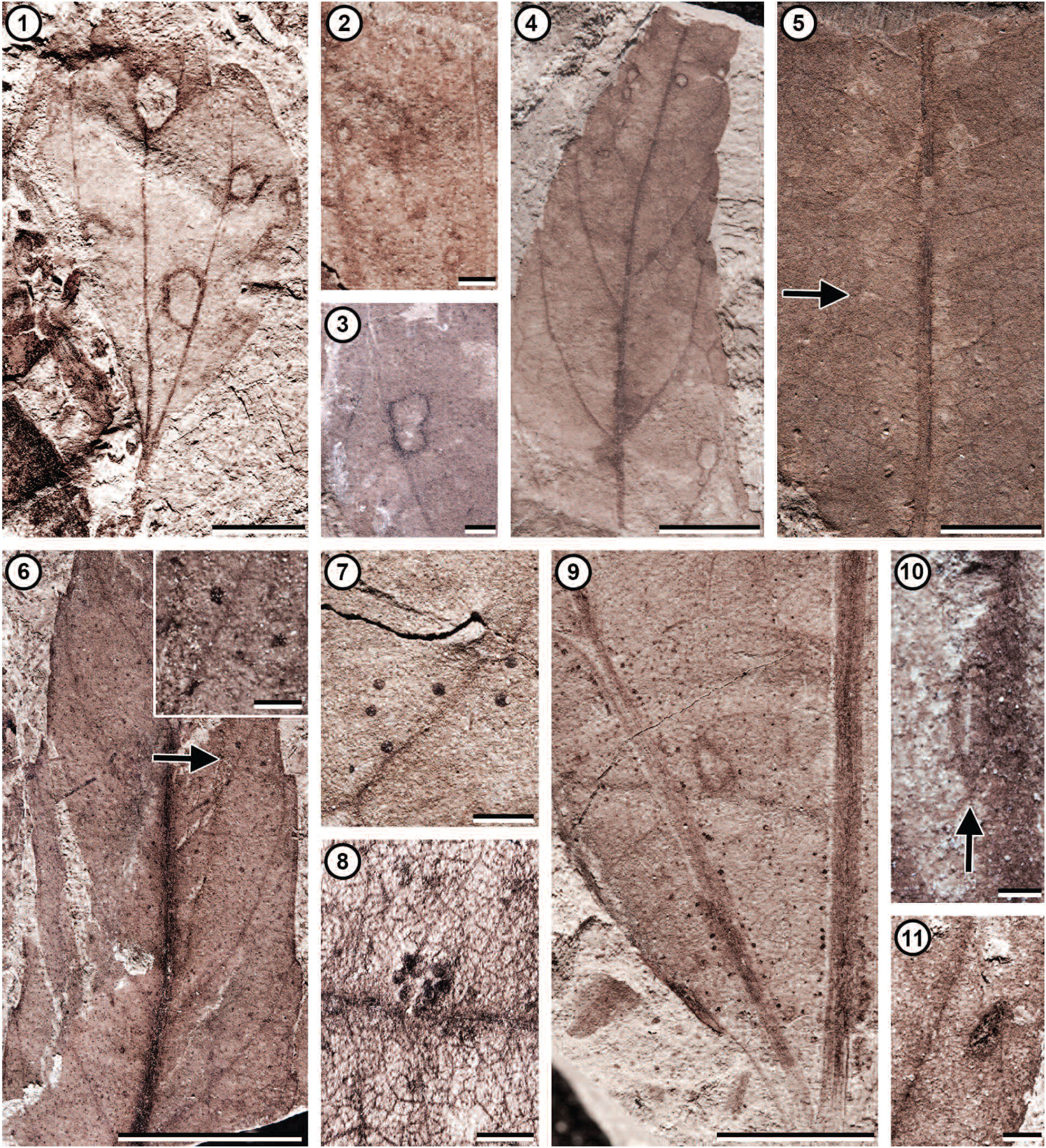 Diverse Plant Insect Associations From The Latest Cretaceous And