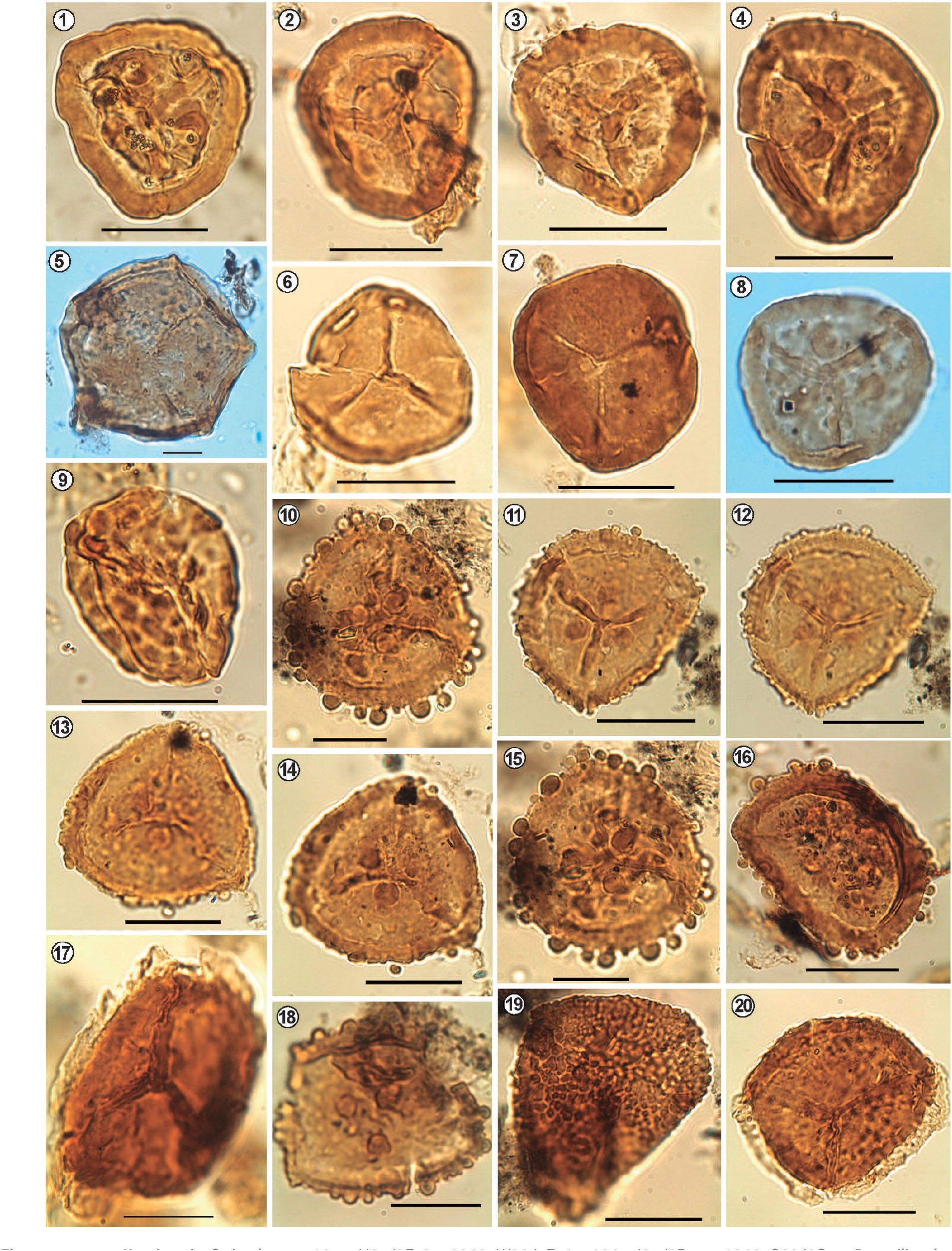 Early Devonian Marine and Terrestrial Palynomorphs from the Chacoparaná ...