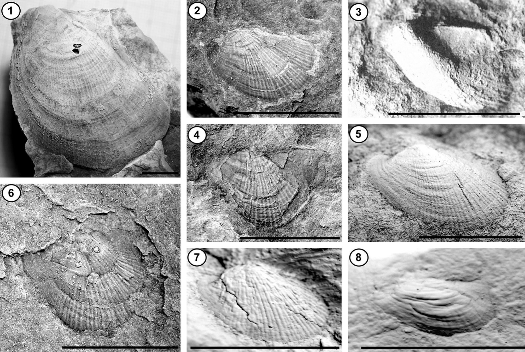 Silurian And Devonian Pteriomorph Bivalves From Bolivia